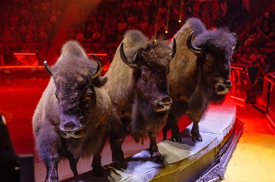 Фото «Королевскому цирку Гии Эрадзе» 25: юбилейный год начинается с гастролей в Новосибирске 4